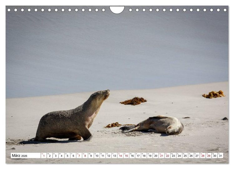 Produktbild: Wildlife Australien (Wandkalender 2026 DIN A4 quer), CALVENDO Monatskalender