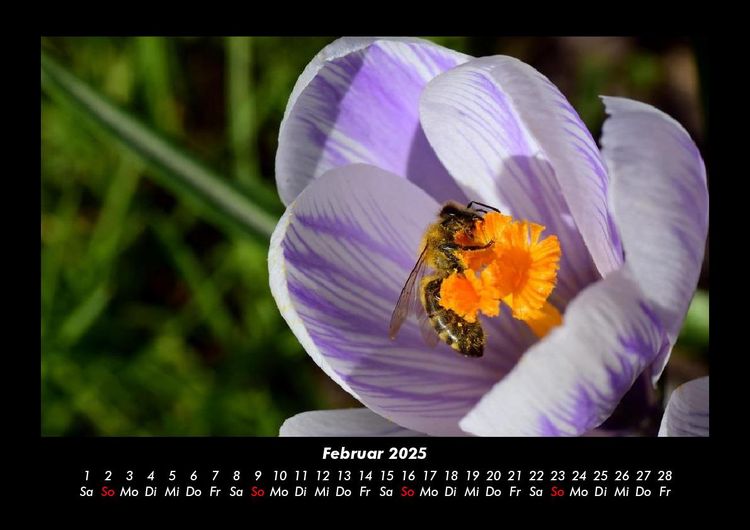 Produktbild: Bienen 2025 Fotokalender DIN A3