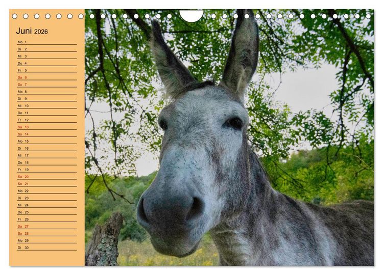 Produktbild: Liebenswerte Esel (Wandkalender 2026 DIN A4 quer), CALVENDO Monatskalender