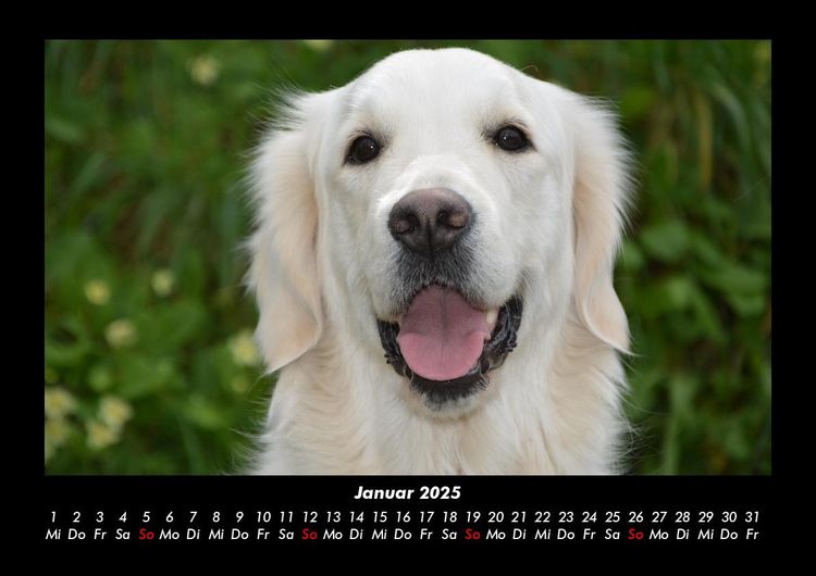 Produktbild: Der Hundekalender 2025 Fotokalender DIN A3