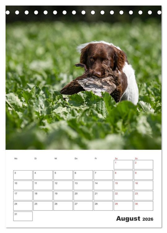 Produktbild: Geboren um zu Jagen. Der kleine M&uuml;nsterl&auml;nder (Tischkalender 2026 DIN A5 hoch), CALVENDO Monatskalender