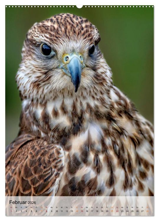 Produktbild: V&ouml;gel - gefiederte Freunde in unserer Natur (Wandkalender 2026 DIN A2 hoch), CALVENDO Monatskalender
