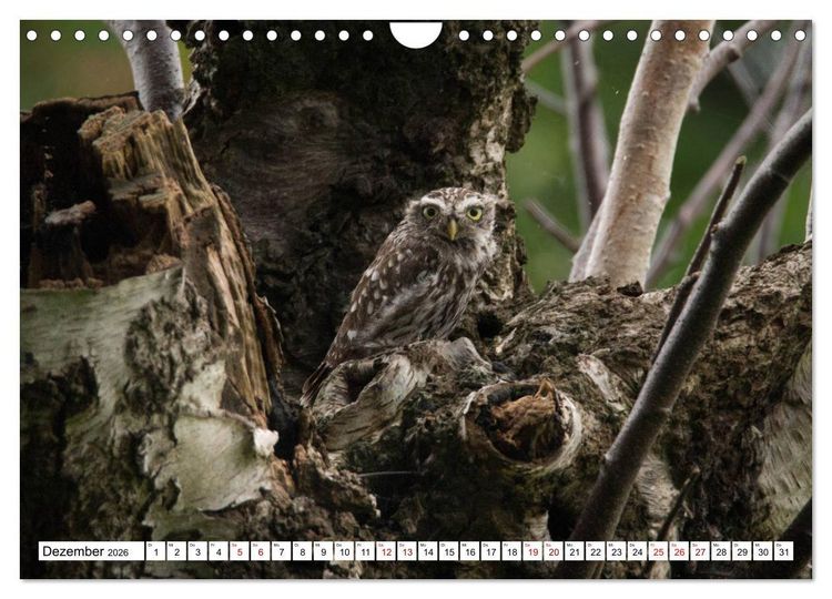 Produktbild: Sch&ouml;nheiten im Federkleid - Heimische Wildv&ouml;gel im Portrait (Wandkalender 2026 DIN A4 quer), CALVENDO Monatskalender