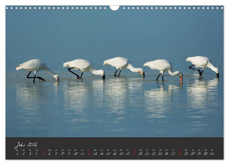 Produktbild: Natur erleben Seewinkel-Neusiedlersee (Wandkalender 2026 DIN A3 quer), CALVENDO Monatskalender