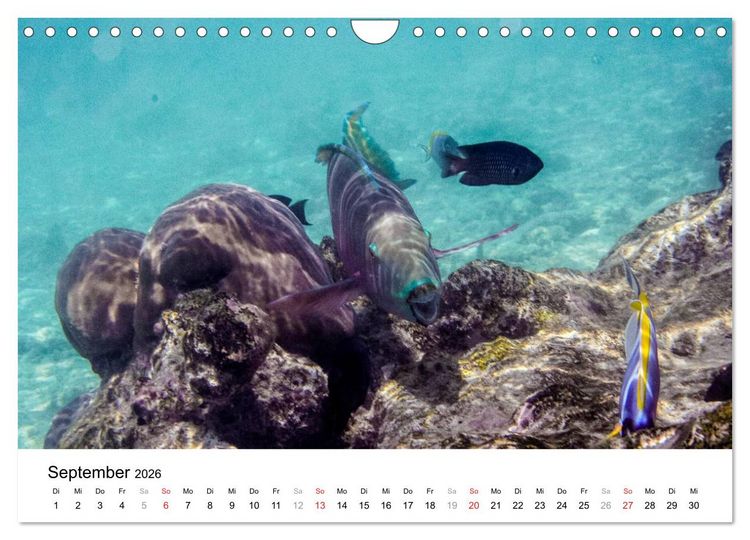 Produktbild: Unterwasserwelt der Malediven I (Wandkalender 2026 DIN A4 quer), CALVENDO Monatskalender