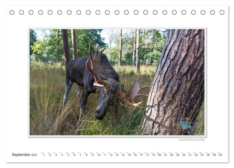 Produktbild: Emotionale Momente: Europ&auml;ischer Elch. (Tischkalender 2027 DIN A5 quer), CALVENDO Monatskalender
