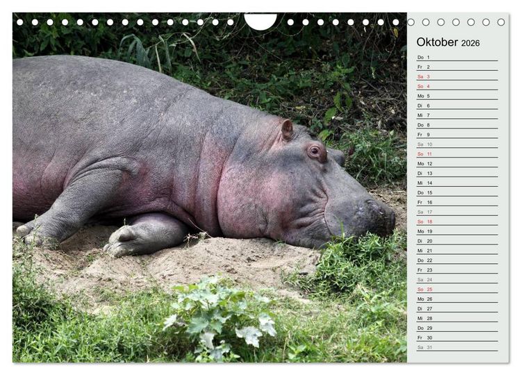 Produktbild: Hippos - Begegnungen in Afrika (Wandkalender 2026 DIN A4 quer), CALVENDO Monatskalender