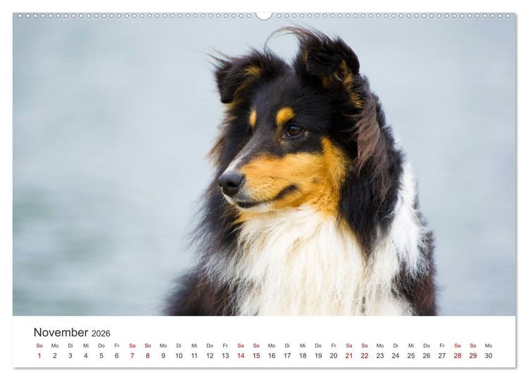 Produktbild: Shelties - Die zuckers&uuml;&szlig;en Vierbeiner. (hochwertiger Premium Wandkalender 2026 DIN A2 quer), Kunstdruck in Hochglanz