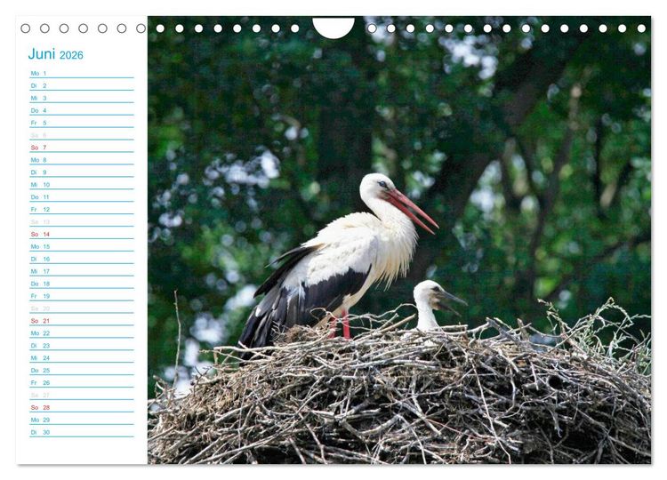 Produktbild: Wundersch&ouml;ner Spreewald (Wandkalender 2026 DIN A4 quer), CALVENDO Monatskalender