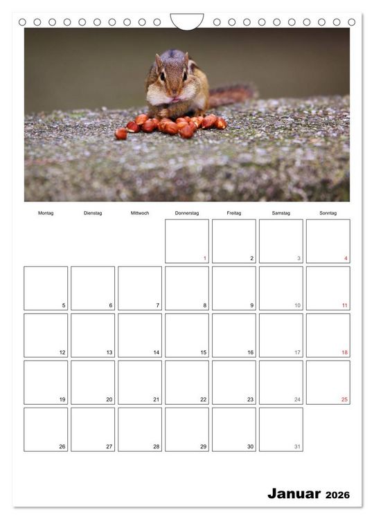 Produktbild: Streifenh&ouml;rnchen - neugierige Nager (Wandkalender 2026 DIN A4 hoch), CALVENDO Monatskalender