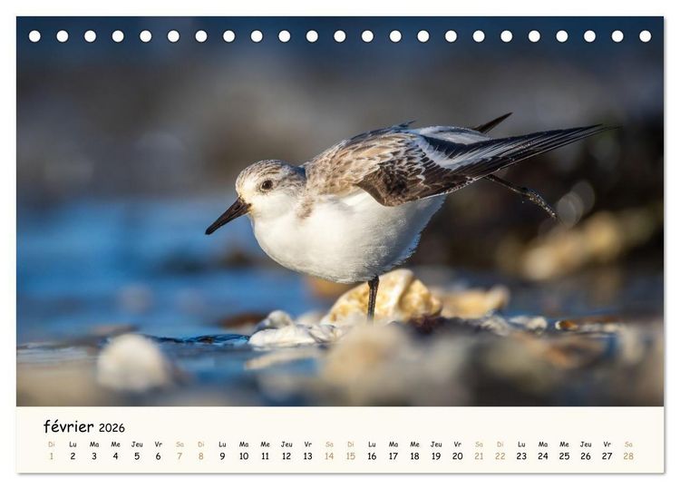 Produktbild: Chuchotements d'ailes - Une ann&eacute;e dans l'intimit&eacute; des oiseaux (Calendrier de bureau 2026 DIN A5 vertical), CALVENDO calendrier mensuel