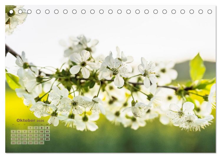 Produktbild: Fr&uuml;hlingstr&auml;ume in Wei&szlig; (Tischkalender 2026 DIN A5 quer), CALVENDO Monatskalender