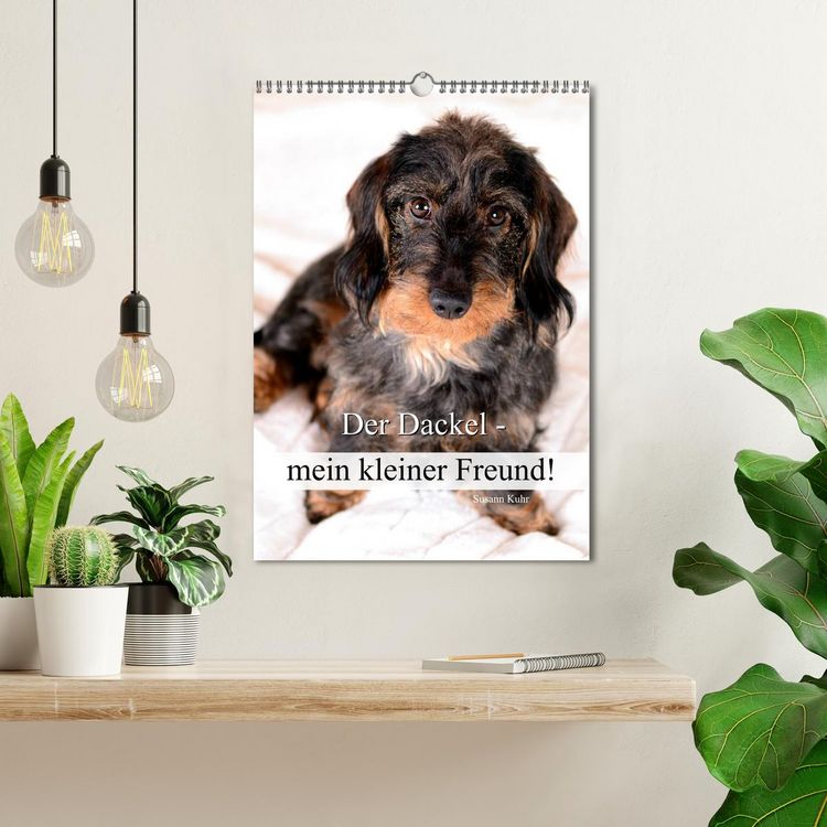 Produktbild: Der Dackel - mein kleiner Freund (Wandkalender 2026 DIN A3 hoch), CALVENDO Monatskalender