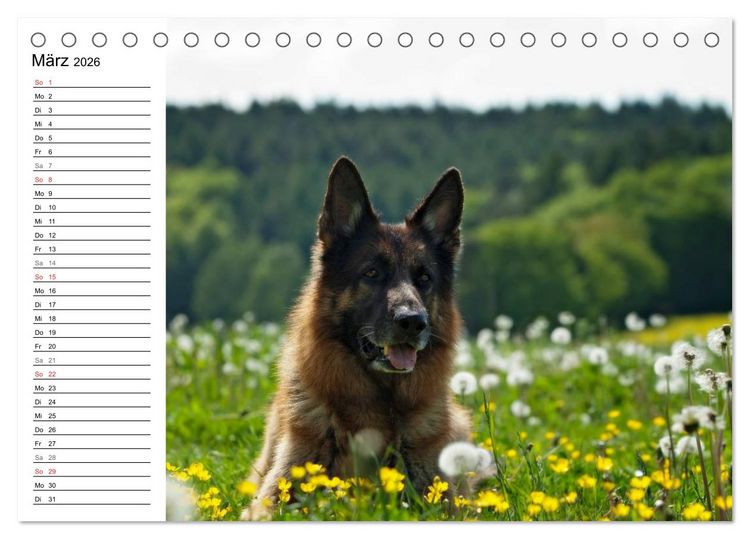 Produktbild: Deutsche Sch&auml;ferhunde - Senioren auf vier Pfoten (Tischkalender 2026 DIN A5 quer), CALVENDO Monatskalender