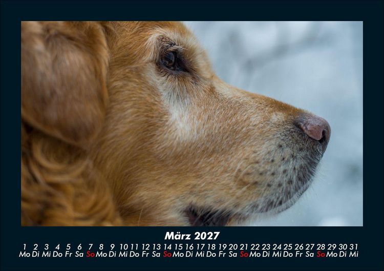 Produktbild: Tiere in der Wildnis 2027 Fotokalender DIN A5