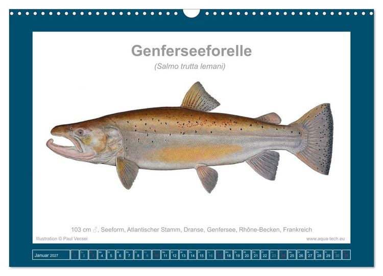 Produktbild: Fisch als Kunst 2027: Seeforellen (Wandkalender 2027 DIN A3 quer), CALVENDO Monatskalender