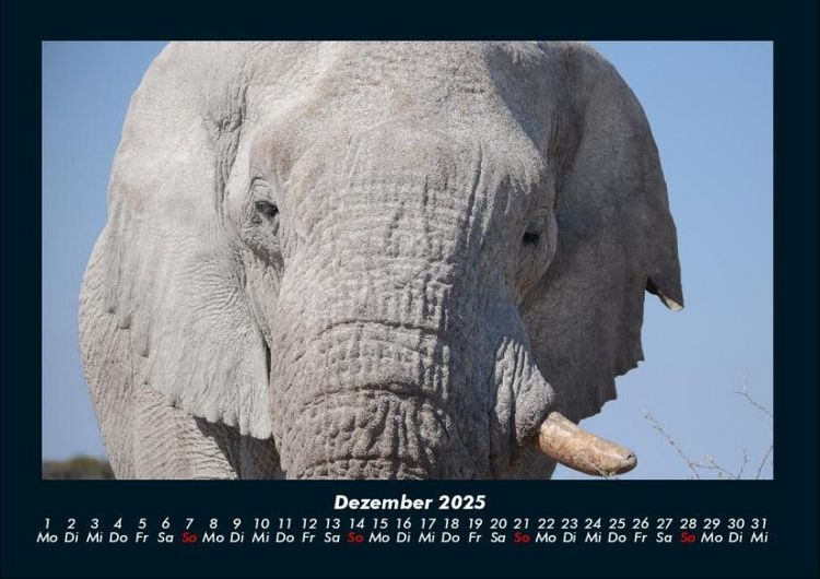 Produktbild: Elefanten 2025 Fotokalender DIN A4