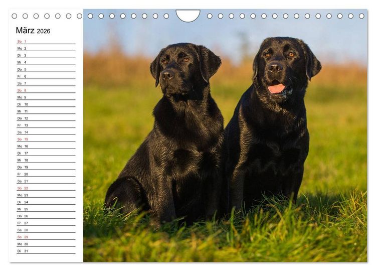 Produktbild: Labrador Retriever - Freunde f&uuml;r&acute;s Leben (Wandkalender 2026 DIN A4 quer), CALVENDO Monatskalender