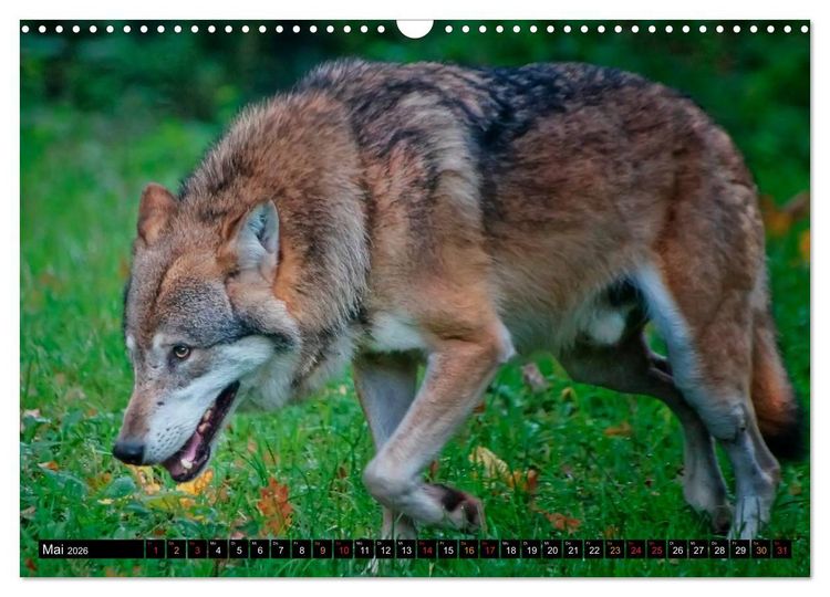 Produktbild: W&ouml;lfe - sie sind wieder da (Wandkalender 2026 DIN A3 quer), CALVENDO Monatskalender
