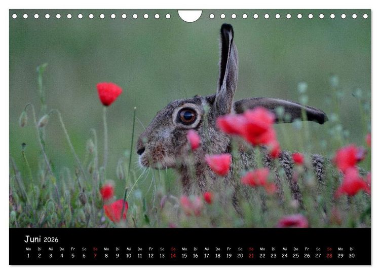 Produktbild: Naturjuwelen - Neusiedler See (Wandkalender 2026 DIN A4 quer), CALVENDO Monatskalender