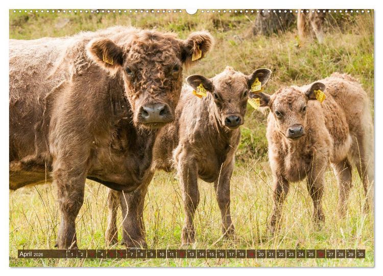 Produktbild: Sch&ouml;ne Schotten - Galloway im Portr&auml;t (Wandkalender 2026 DIN A2 quer), CALVENDO Monatskalender