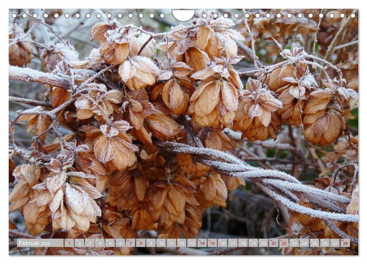Produktbild: Natur, die bezaubert (Wandkalender 2026 DIN A4 quer), CALVENDO Monatskalender