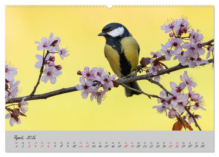 Produktbild: Bunte V&ouml;gel am Futterplatz (Wandkalender 2026 DIN A2 quer), CALVENDO Monatskalender