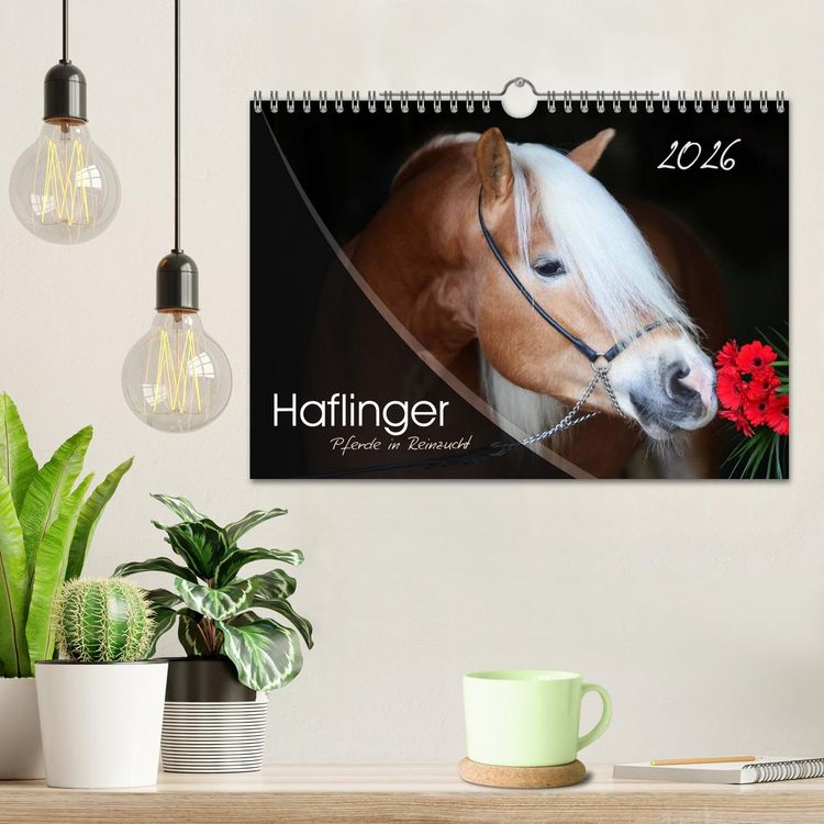 Produktbild: Haflinger-Pferde in Reinzucht (Wandkalender 2026 DIN A4 quer), CALVENDO Monatskalender