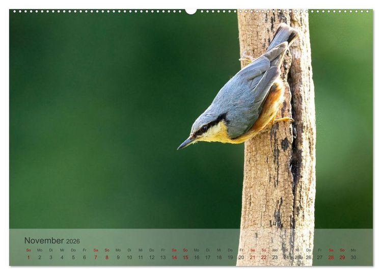 Produktbild: Fantastische Vogelwelt Slowenien (Wandkalender 2026 DIN A2 quer), CALVENDO Monatskalender
