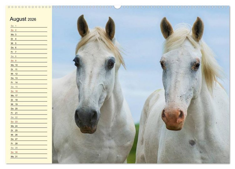 Produktbild: Traumpferd Lipizzaner (Wandkalender 2026 DIN A2 quer), CALVENDO Monatskalender