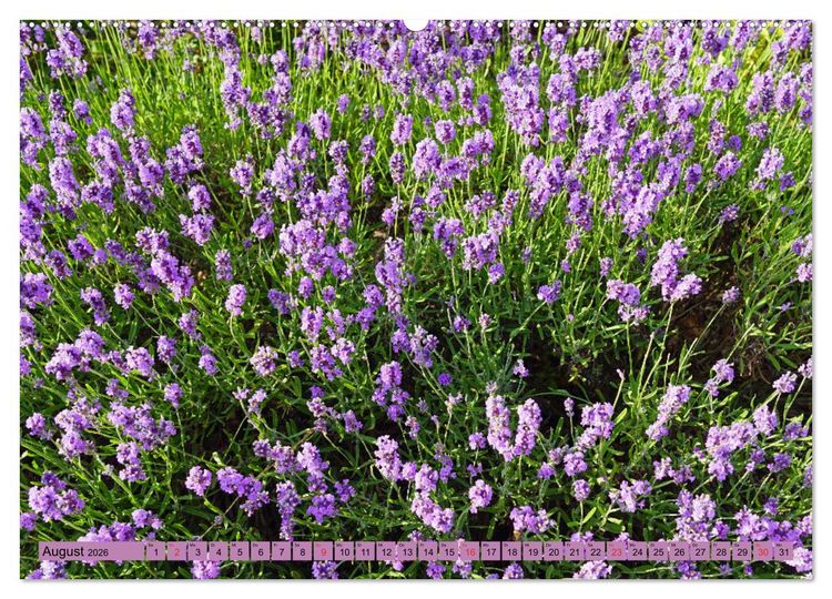 Produktbild: Farbzauber Lavendel (hochwertiger Premium Wandkalender 2026 DIN A2 quer), Kunstdruck in Hochglanz