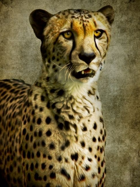 Produktbild: CALVENDO Puzzle Gepard | 1000 Teile Lege-Gr&ouml;&szlig;e 64x48cm Foto-Puzzle f&uuml;r gl&uuml;ckliche Stunden