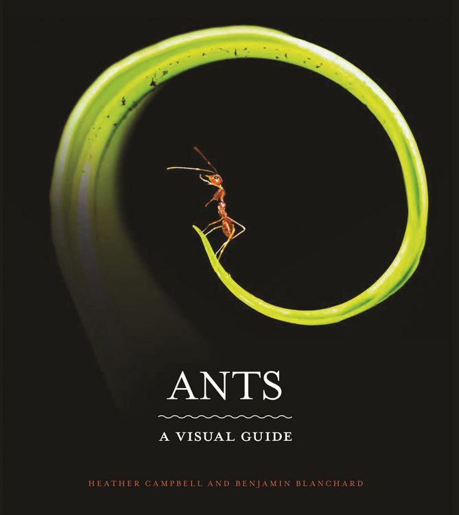 Produktbild: Ants