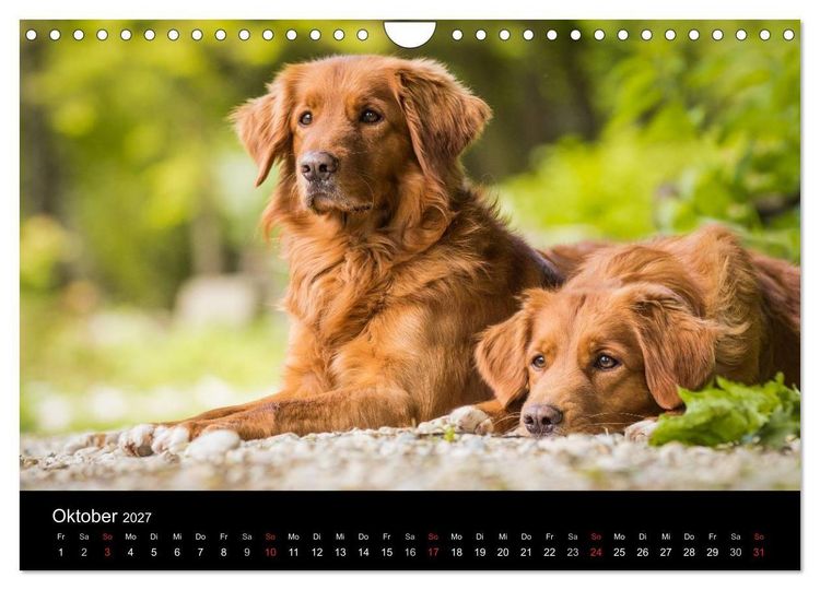 Produktbild: Toller - Nova Scotia Duck Tolling Retriever (Wandkalender 2027 DIN A4 quer), CALVENDO Monatskalender