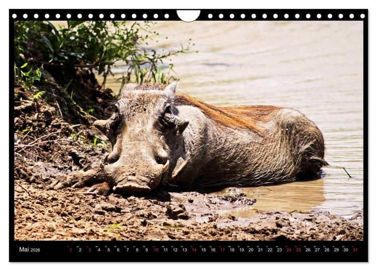 Produktbild: S&Uuml;DAFRIKA Augenblicke (Wandkalender 2026 DIN A4 quer), CALVENDO Monatskalender
