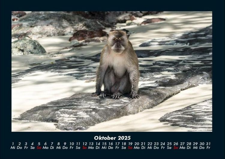 Produktbild: Zoobewohner 2025 Fotokalender DIN A4