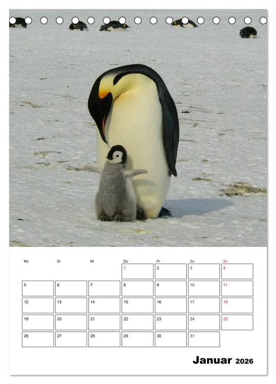 Produktbild: Pinguine. Familiengl&uuml;ck im Eis (Tischkalender 2026 DIN A5 hoch), CALVENDO Monatskalender