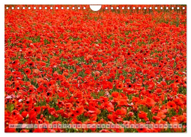 Produktbild: Voll Mohn (Wandkalender 2027 DIN A4 quer), CALVENDO Monatskalender