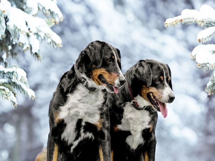 Produktbild: CALVENDO Puzzle Winterzeit | 1000 Teile Lege-Gr&ouml;&szlig;e 64x48cm Foto-Puzzle f&uuml;r gl&uuml;ckliche Stunden