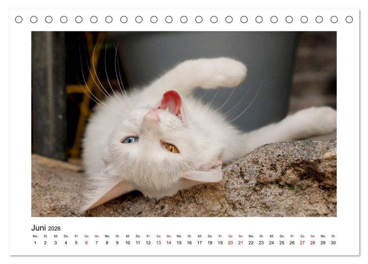 Produktbild: Stra&szlig;entiger auf Samtpfoten (Tischkalender 2026 DIN A5 quer), CALVENDO Monatskalender