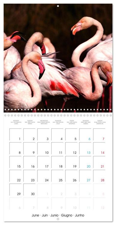 Produktbild: Au gr&eacute; des plumes (Calendrier mural carr&eacute; 2026 30x30 cm) Calendrier double avec une page pour vos prises de notes