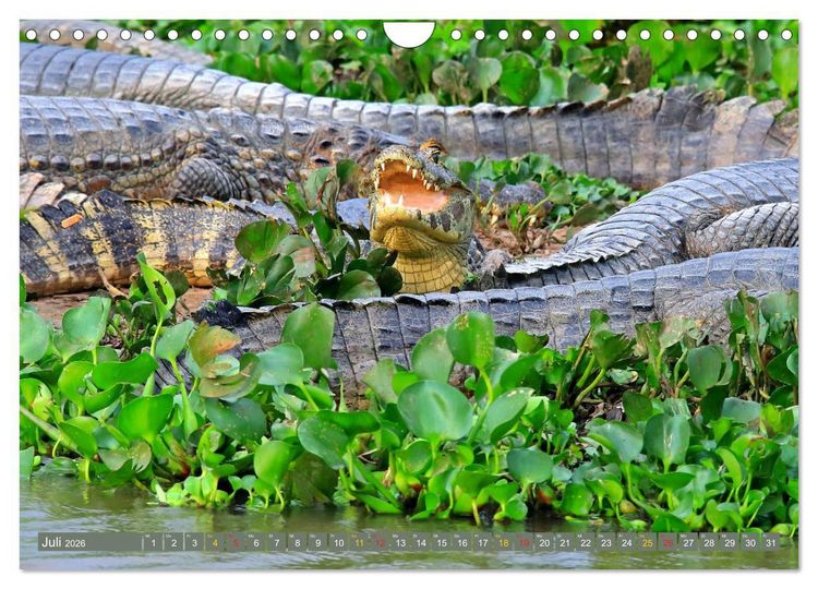 Produktbild: Krokodile in der Wildnis (Wandkalender 2026 DIN A4 quer), CALVENDO Monatskalender