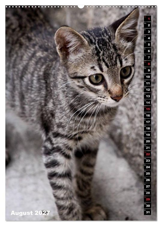 Produktbild: Istanbuls Katzen (Wandkalender 2027 DIN A2 hoch), CALVENDO Monatskalender