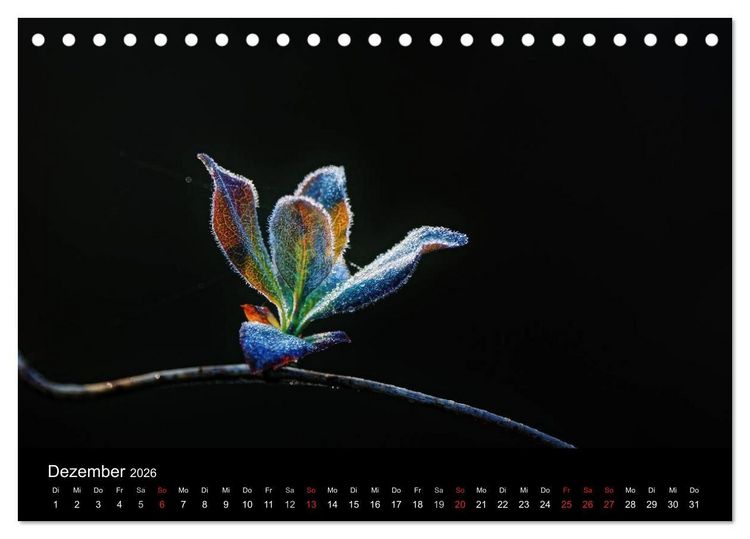 Produktbild: Wilde Bl&uuml;ten-Tr&auml;ume (Tischkalender 2026 DIN A5 quer), CALVENDO Monatskalender