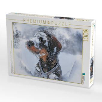 Produktbild: CALVENDO Puzzle Tiberius Brutus vom Schwindauer Land, Rauhaar, Standard, saufarben | 1000 Teile Lege-Gr&ouml;&szlig;e 64x48cm Foto-Puzzle f&uuml;r gl&uuml;ckliche Stunden