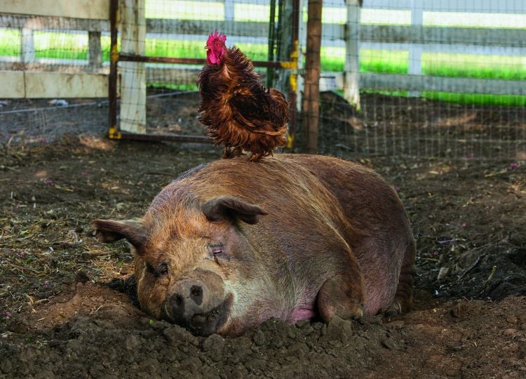 Produktbild: Unsere gro&szlig;e kleine Farm