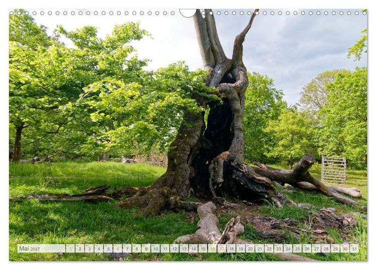 Produktbild: Hutewald Halloh - Baumriesen aus vergangenen Zeiten (Wandkalender 2027 DIN A3 quer), CALVENDO Monatskalender