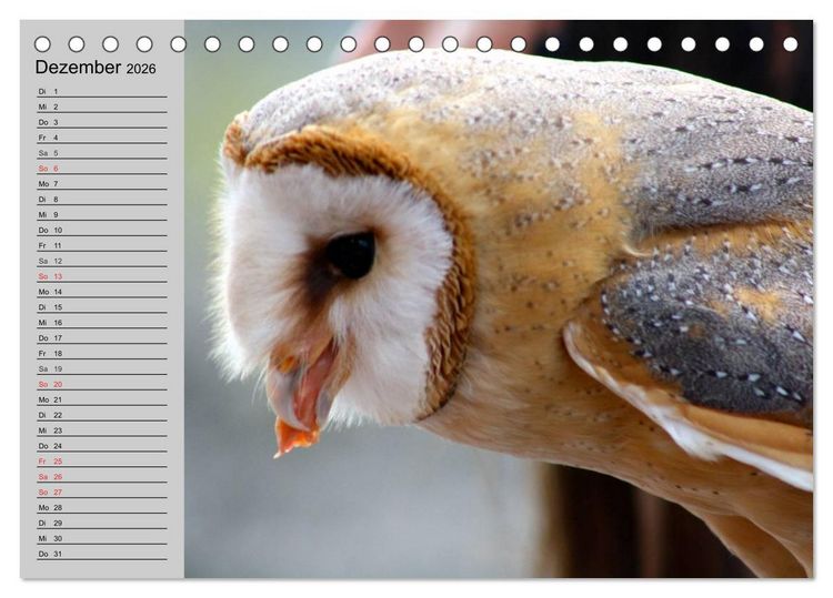 Produktbild: Eulen. Gefiederte Weisheit (Tischkalender 2026 DIN A5 quer), CALVENDO Monatskalender