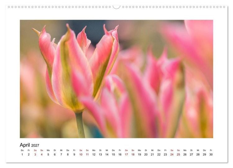 Produktbild: Rosa Bl&uuml;tentraum (hochwertiger Premium Wandkalender 2027 DIN A2 quer), Kunstdruck in Hochglanz
