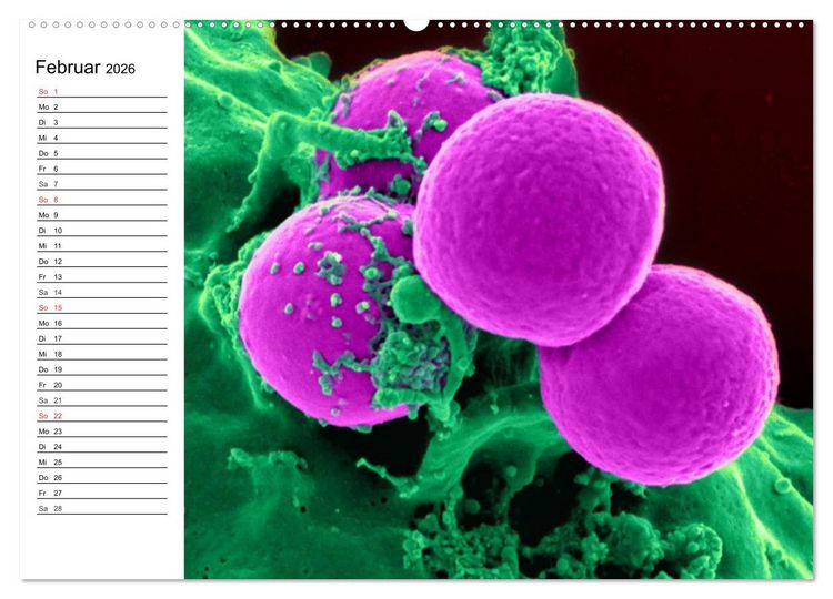 Produktbild: Mikrobiologie. Mikroorganismen, Genetik und Zellen (hochwertiger Premium Wandkalender 2026 DIN A2 quer), Kunstdruck in Hochglanz